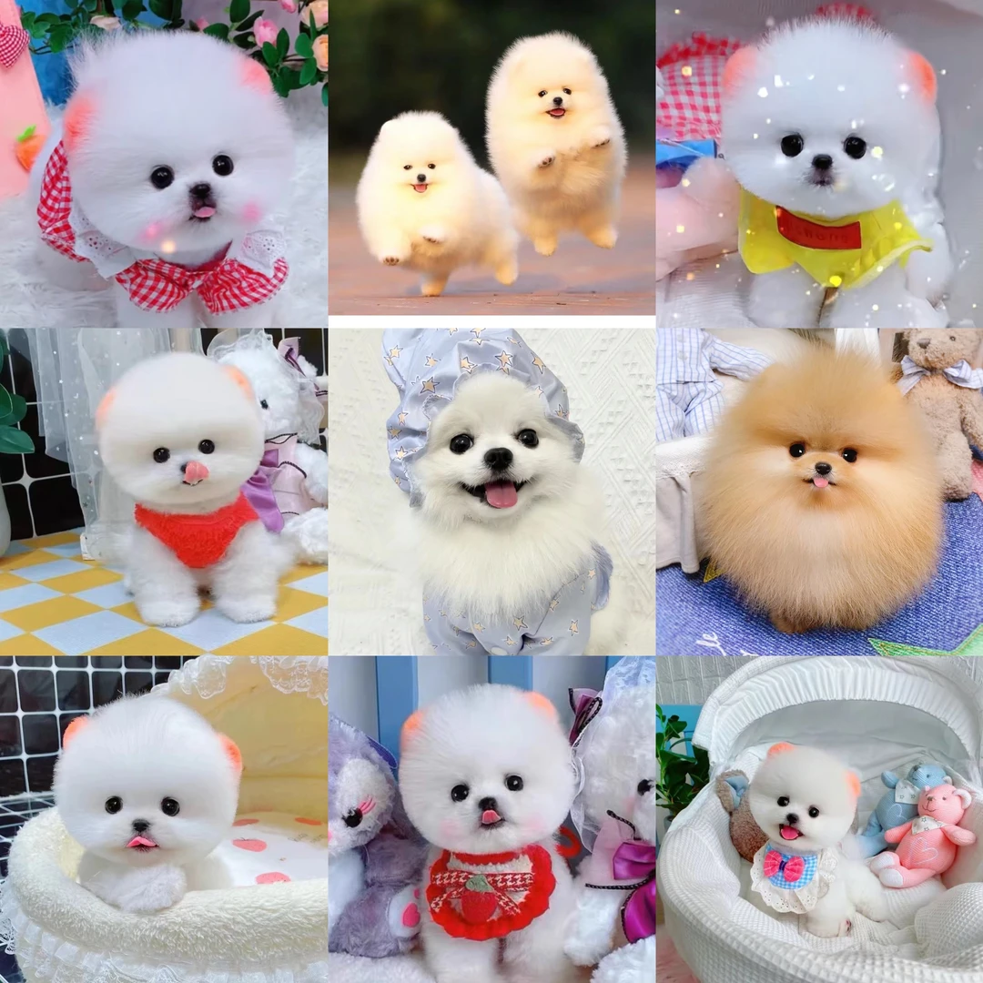 【北方之宠】博美小型犬活体 狗狗活体