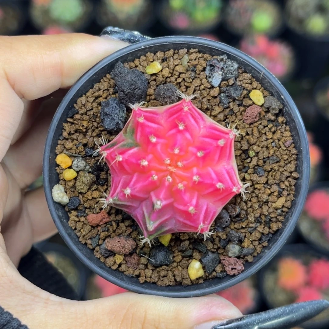 日落 实生 带盆土发货