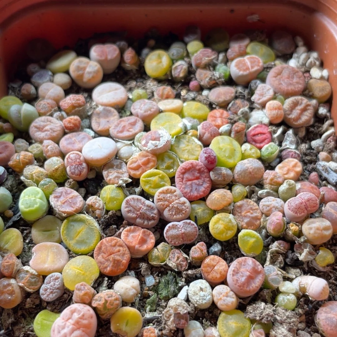 混合苗100颗左右随机发