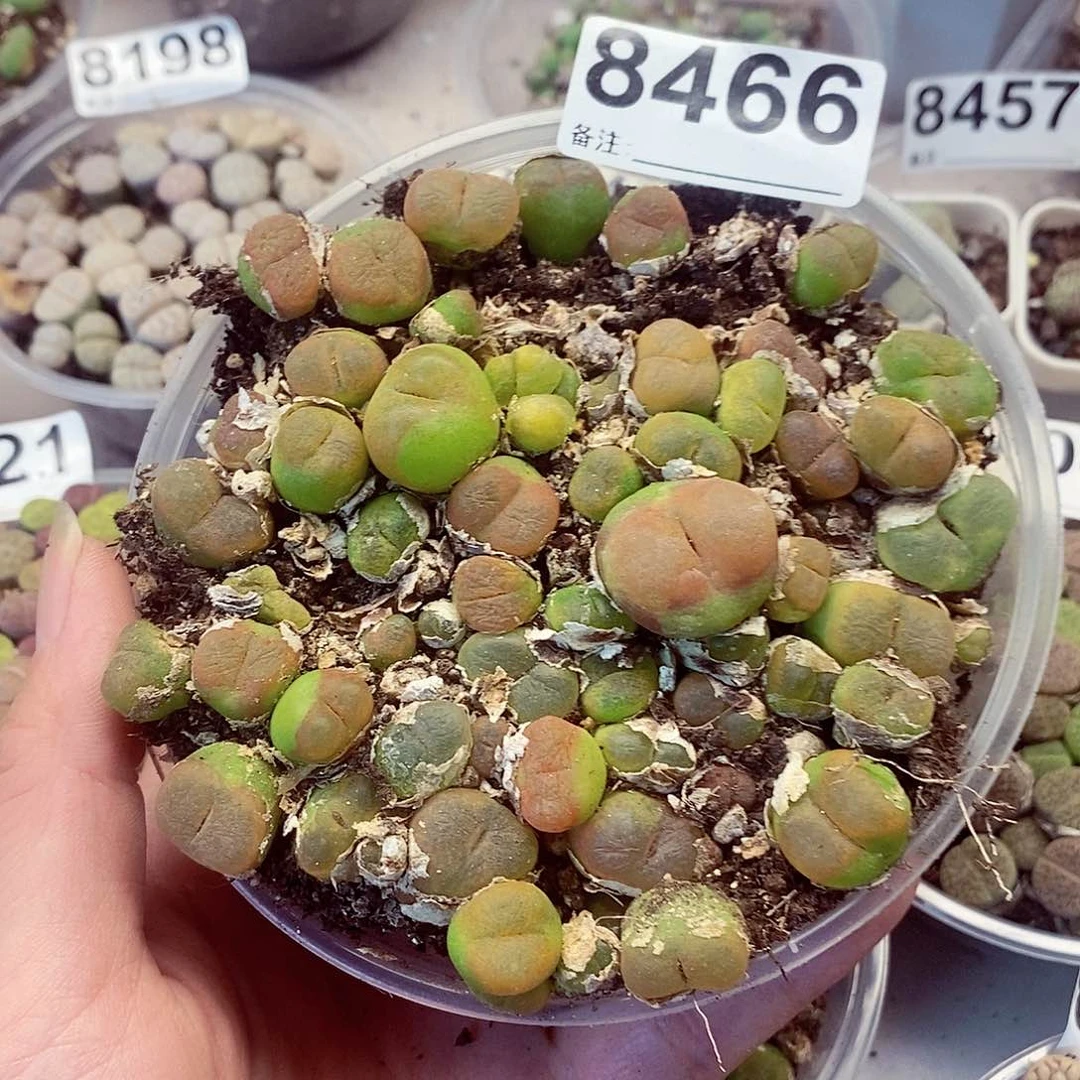 可****者8466蟠桃啦啦啦啦啦啦