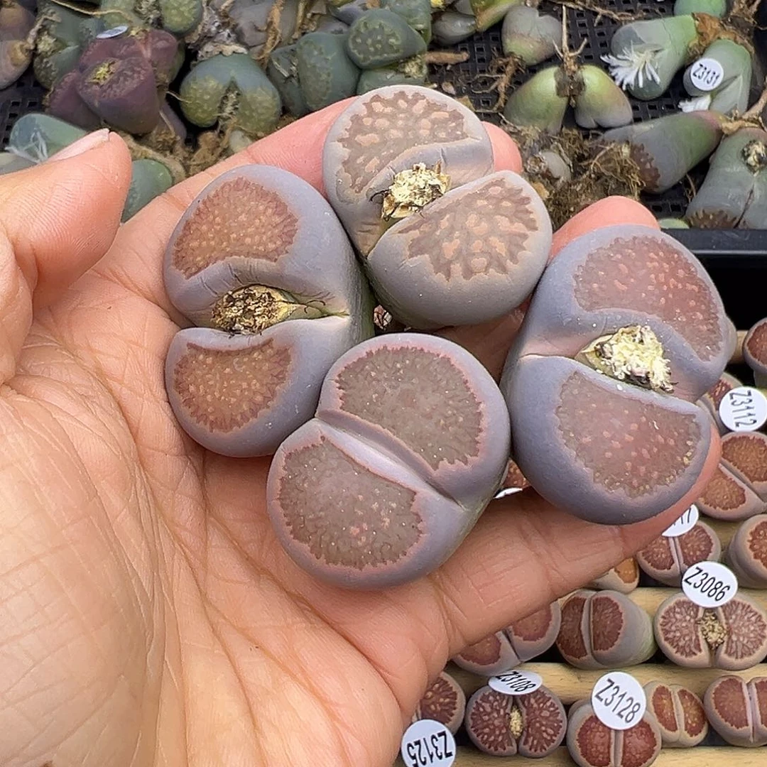 3137有伤清货巨无霸菊不售后