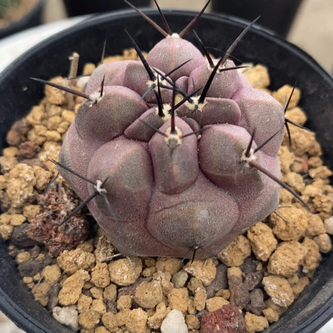 黑王丸实生仙人球