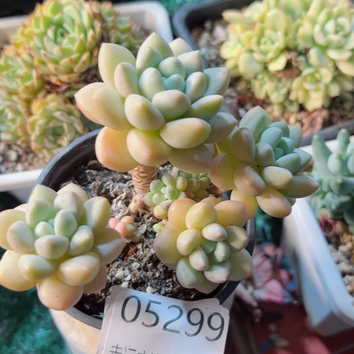 幸运的是我还没遇到过这样一