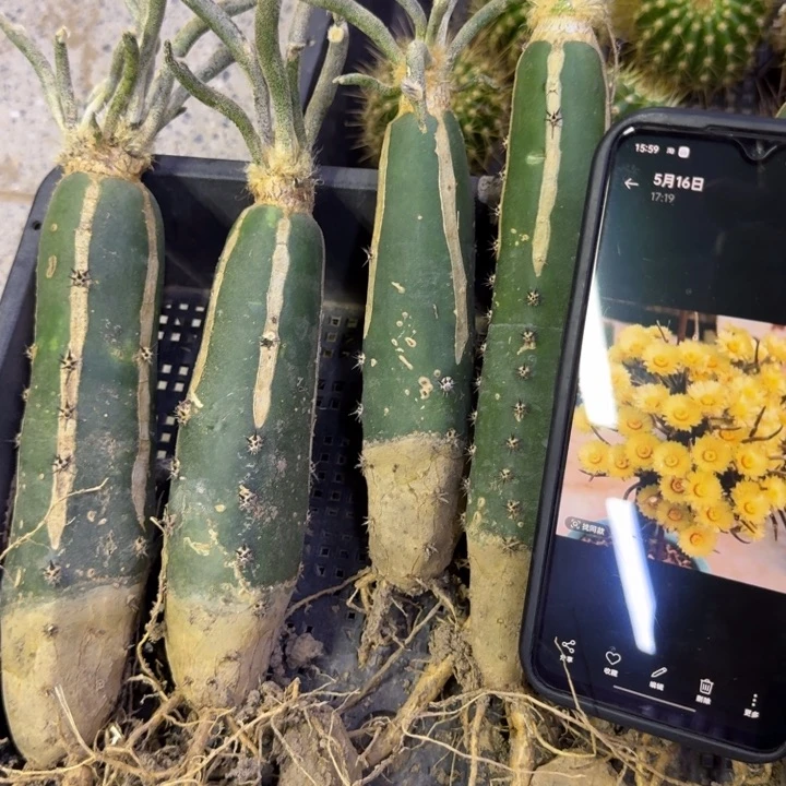 1黑刺嫁接美杜莎脱土发货掉枝条无售后