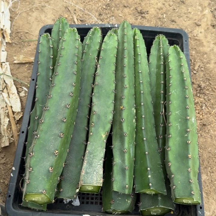 黑刺砍头25公分左右斑，20包邮