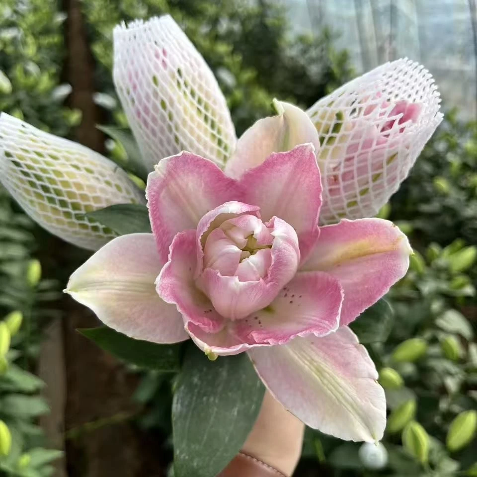 「重瓣大粉」浓香型香水百合东北发货顺丰包邮