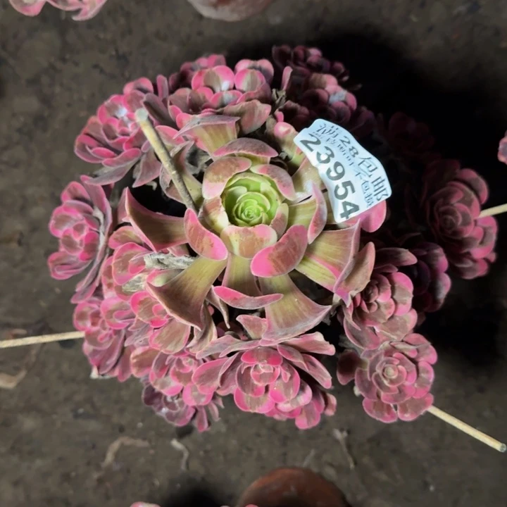 23954南凤冠多肉植物