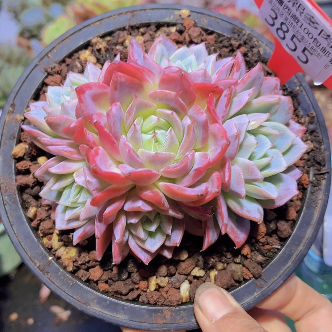 3855芷若。