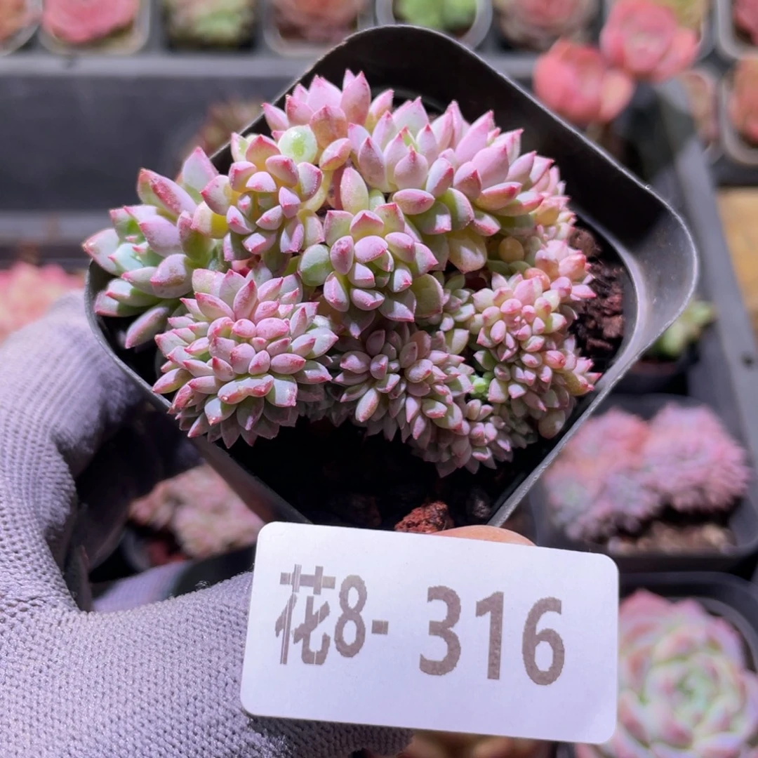 花利美8-316莱恩小精灵缀化