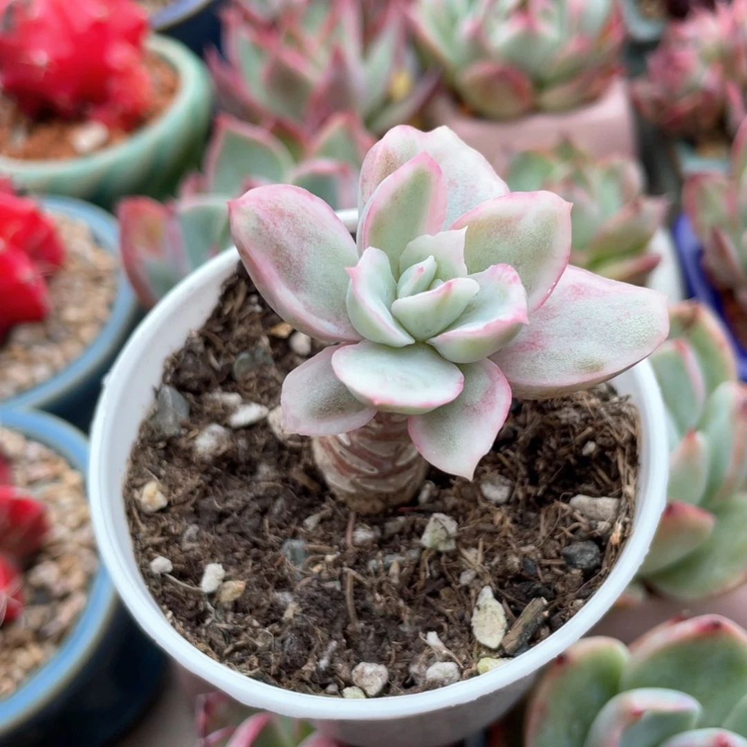 伯克利锦新疆包邮多肉16.8