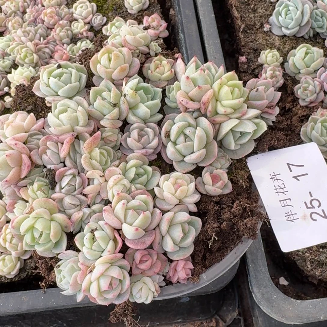 糖心切糕量拍25-17