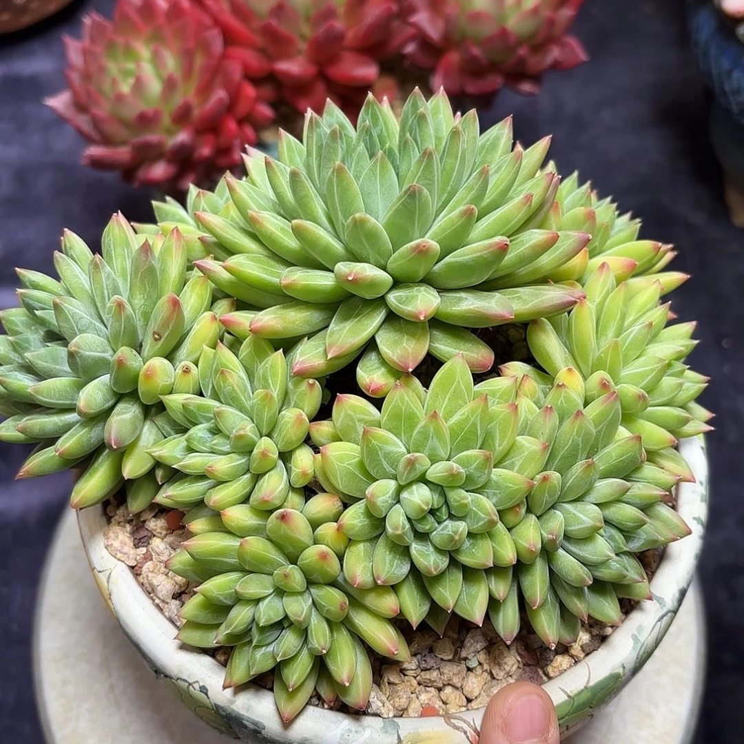 多肉植物脱土包邮