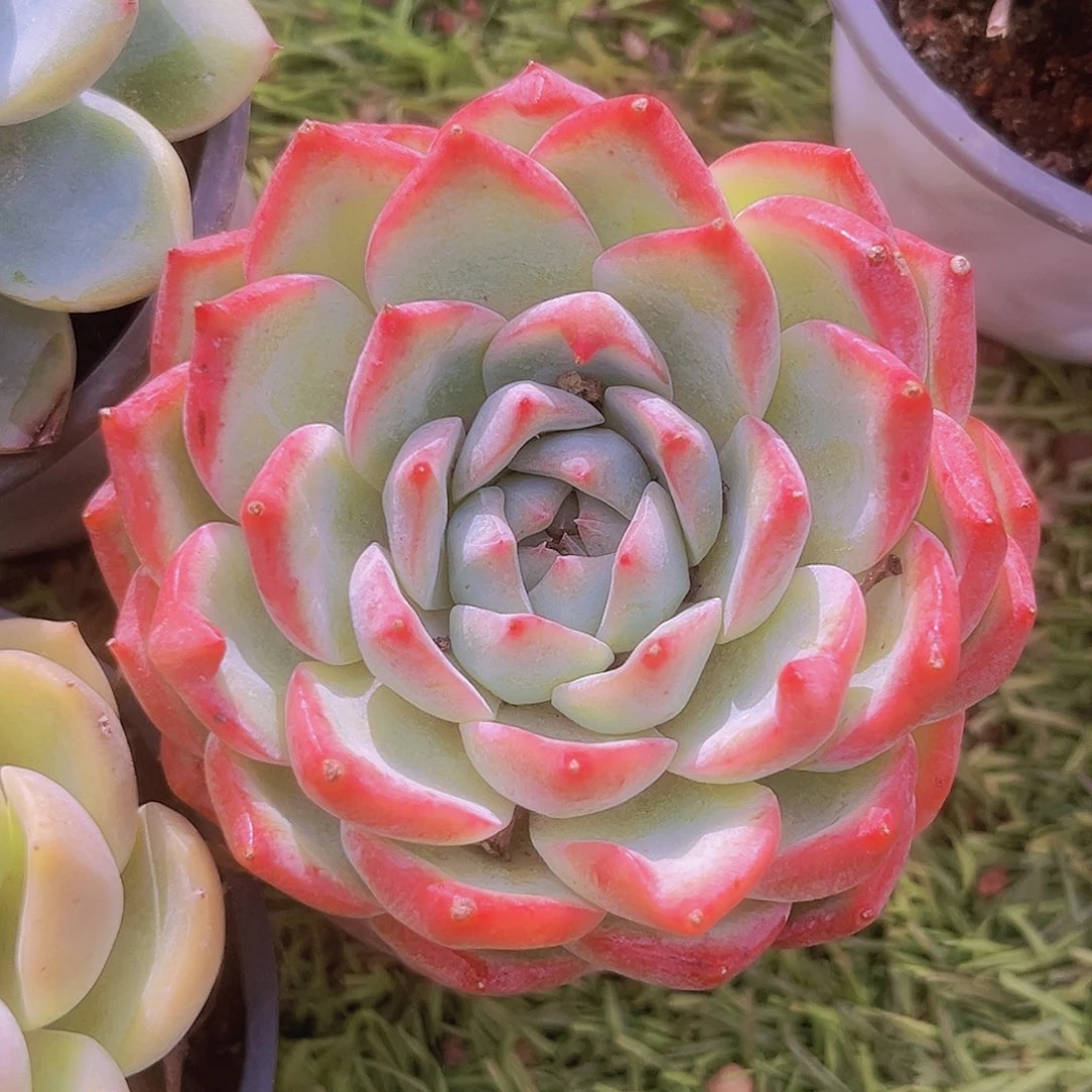 36号88899899999999999