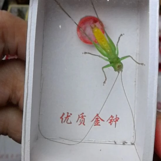 蟋蟀糖果彩螽长须一条