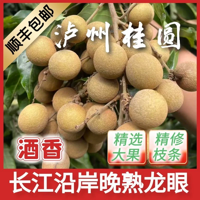 【秋香】泸州桂圆龙眼醉香酒香中大果精修枝条顺丰包邮四川泸州特产