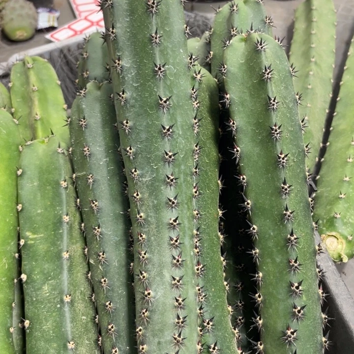 黑刺袖铺实生一代侧芽4.88