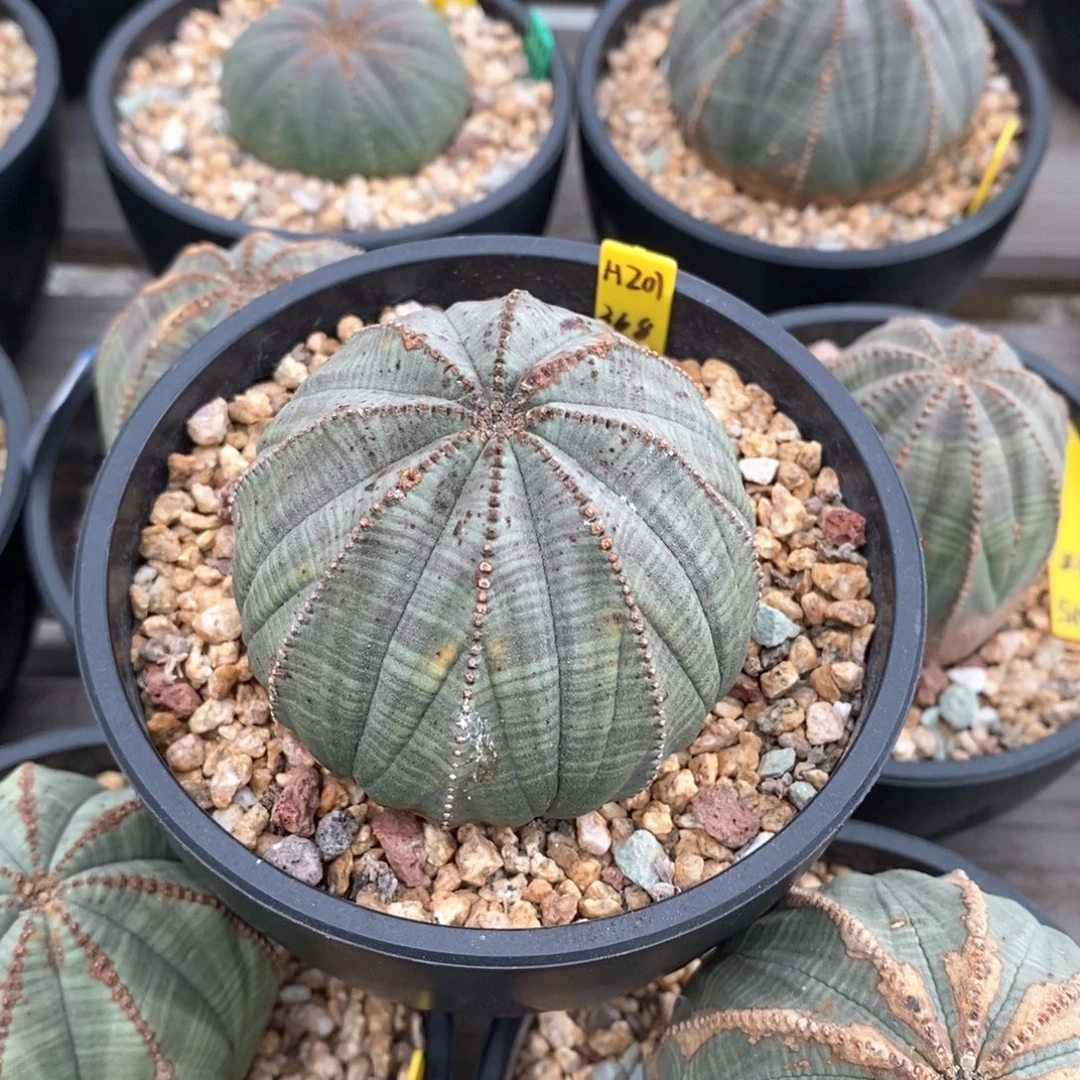 45 欧系实生布纹球多肉植物