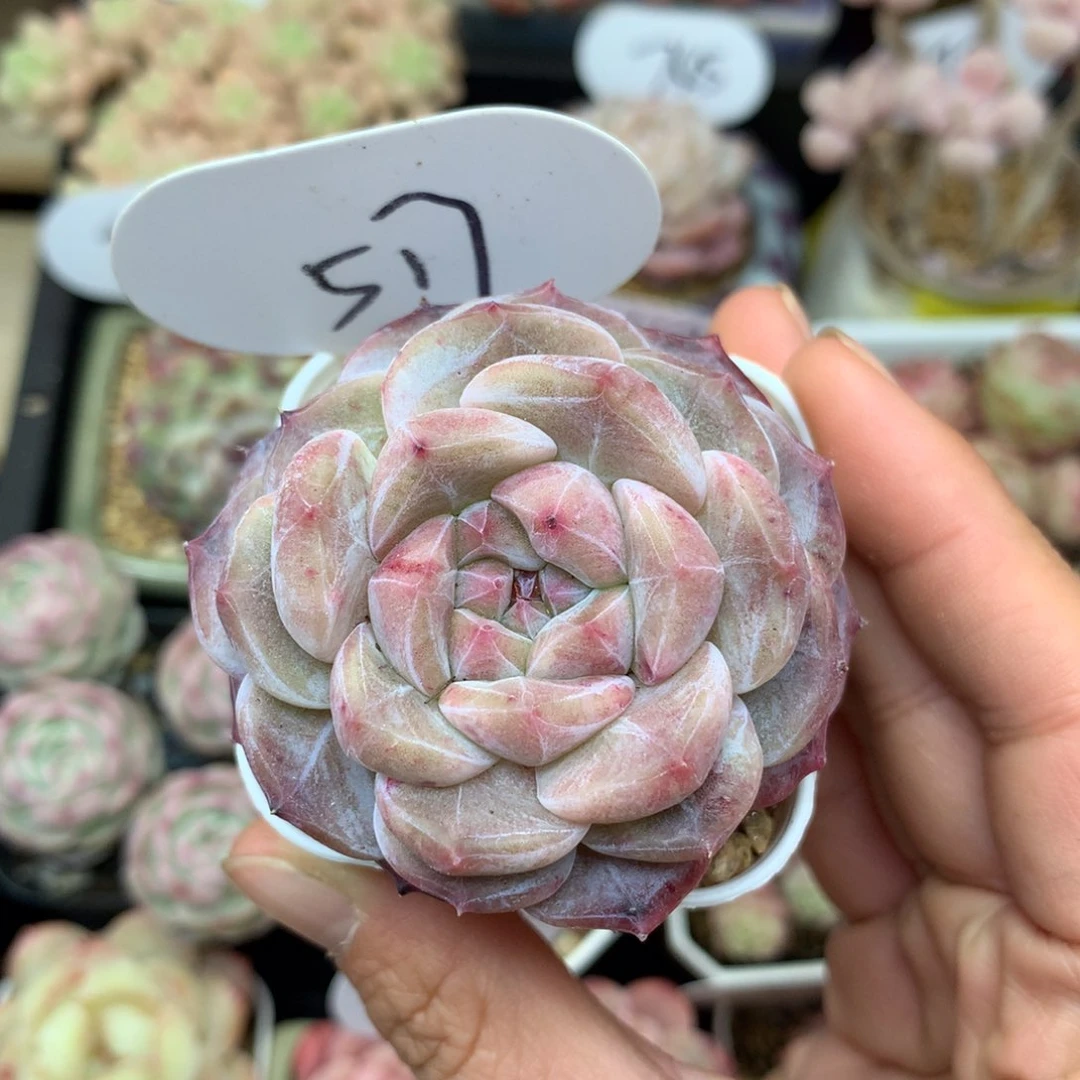 臭****?彩虹冰魄专拍517