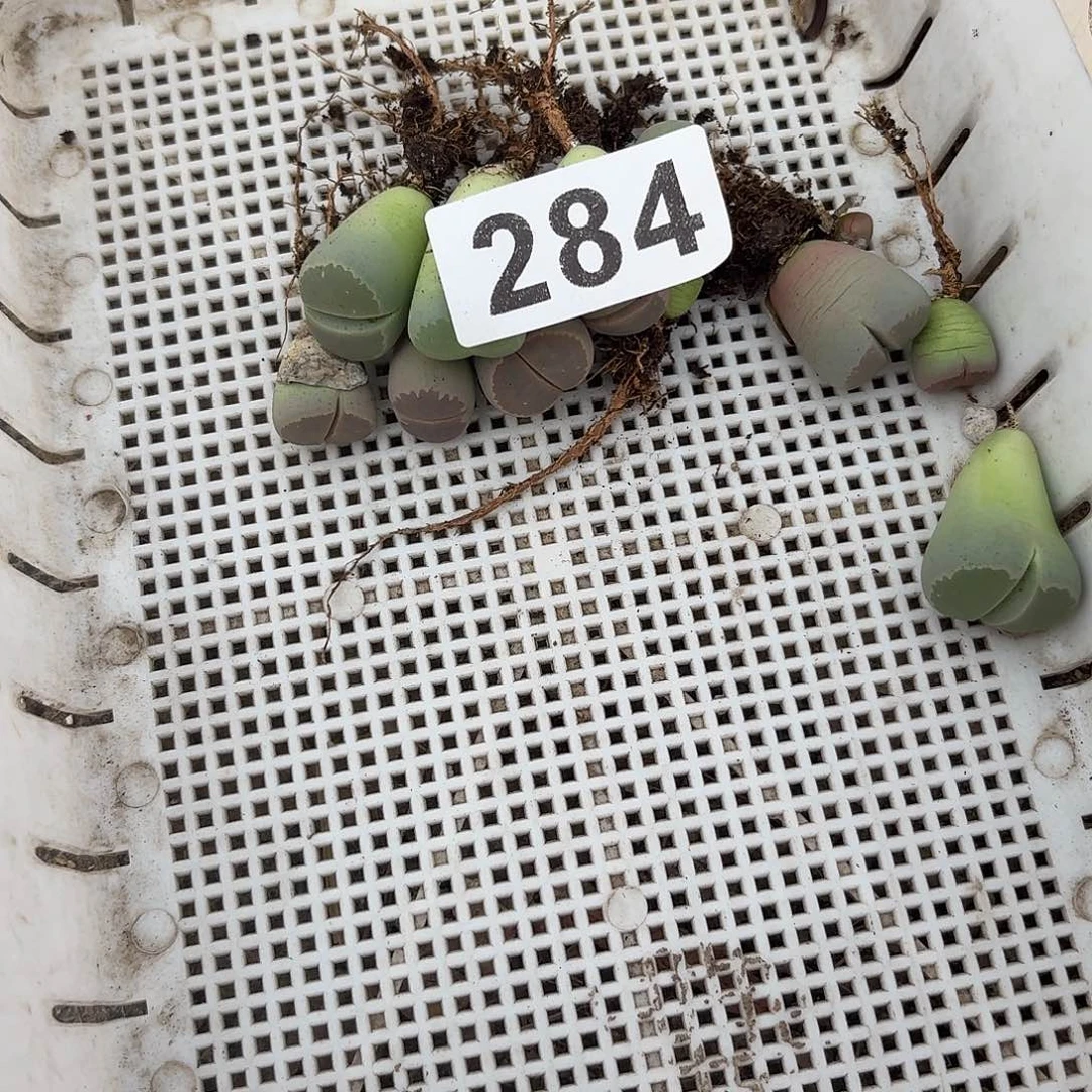 羊***羊生石花一物一拍8颗284