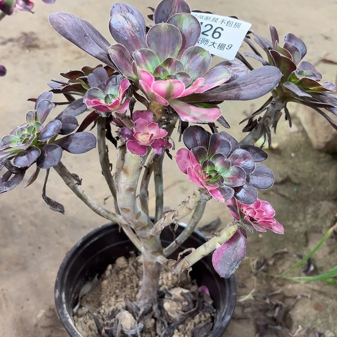 426丽娜阴阳多肉植物法师