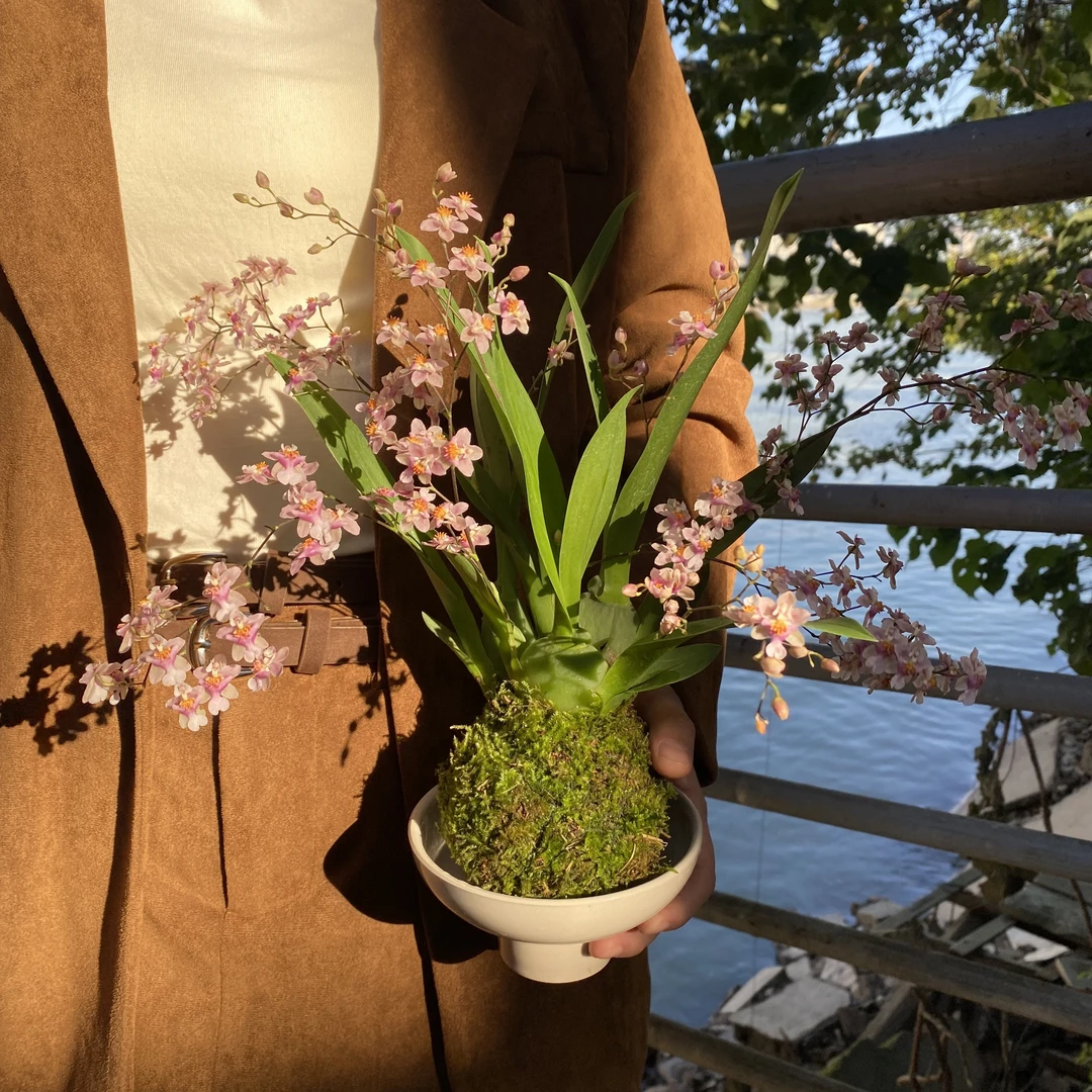 【宏展】粉花梦香兰苔藓球（带花剑）绿植四季常青室内飘香
