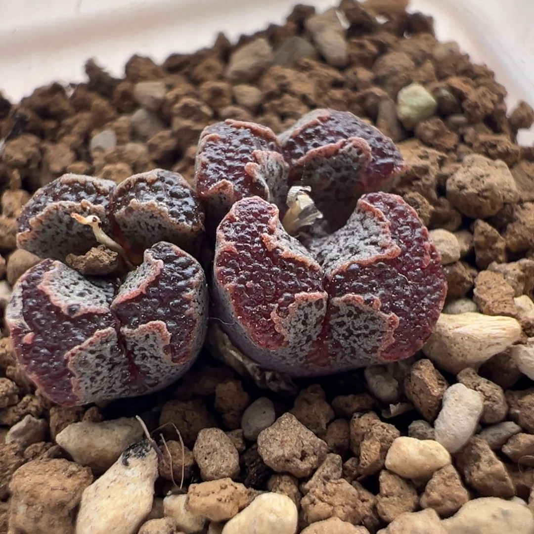 1381/江南超蝶鱼子酱。  福利