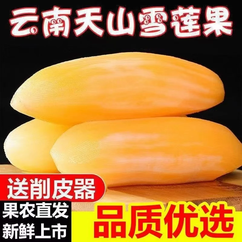 【清甜多汁】云南天山黄心雪莲果新鲜现挖生吃脆甜产地直发送削皮刀