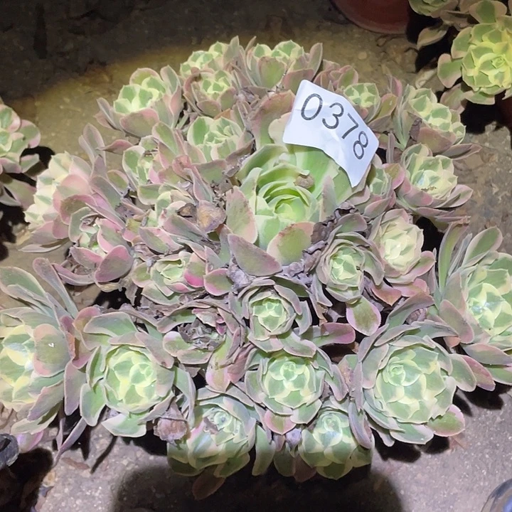 多肉植物法师378妖月
