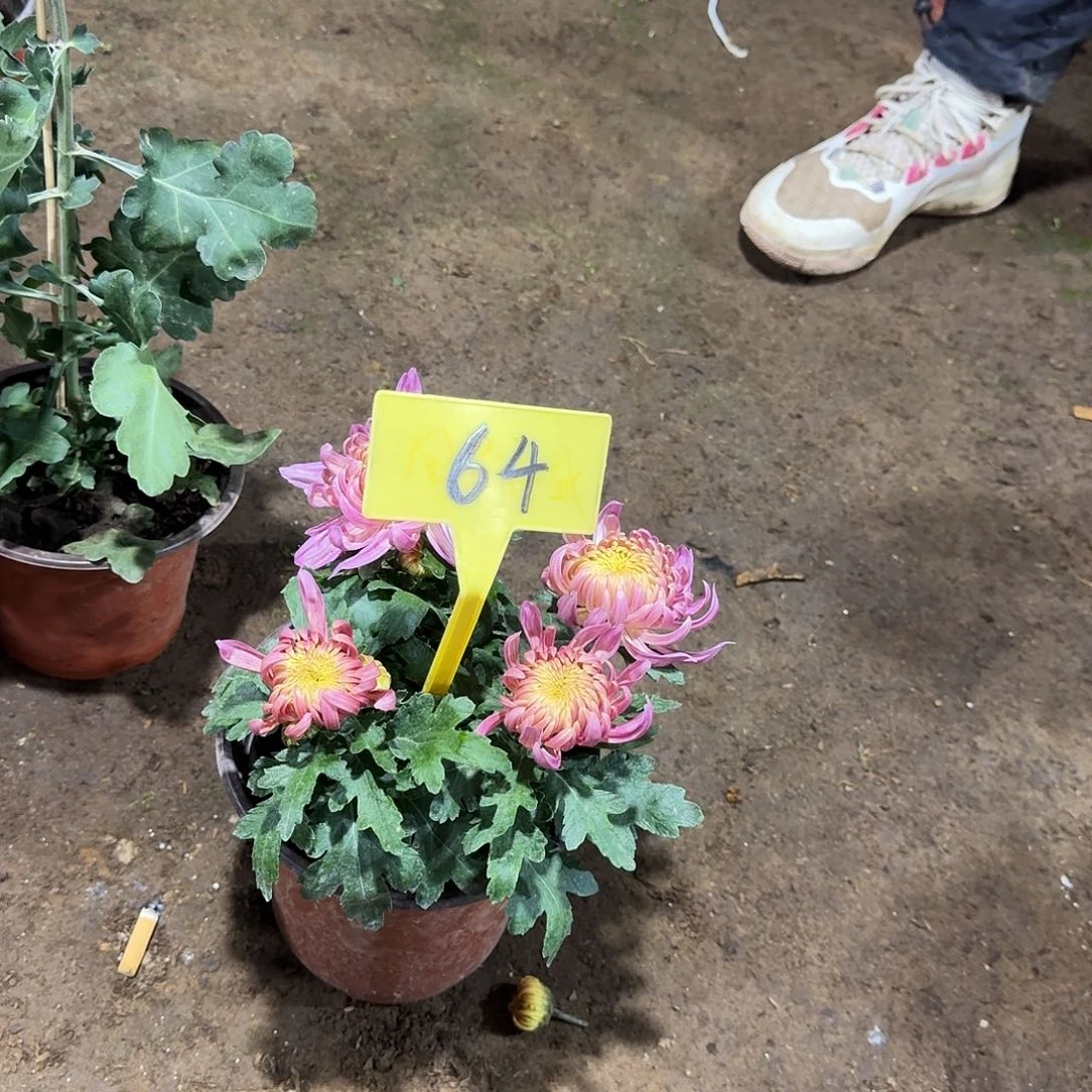 榕***下当前无花栽培后可以开花64