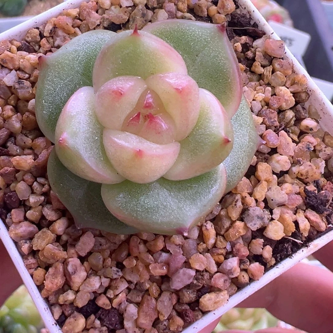 100号玉玲珑晗雨多肉植物