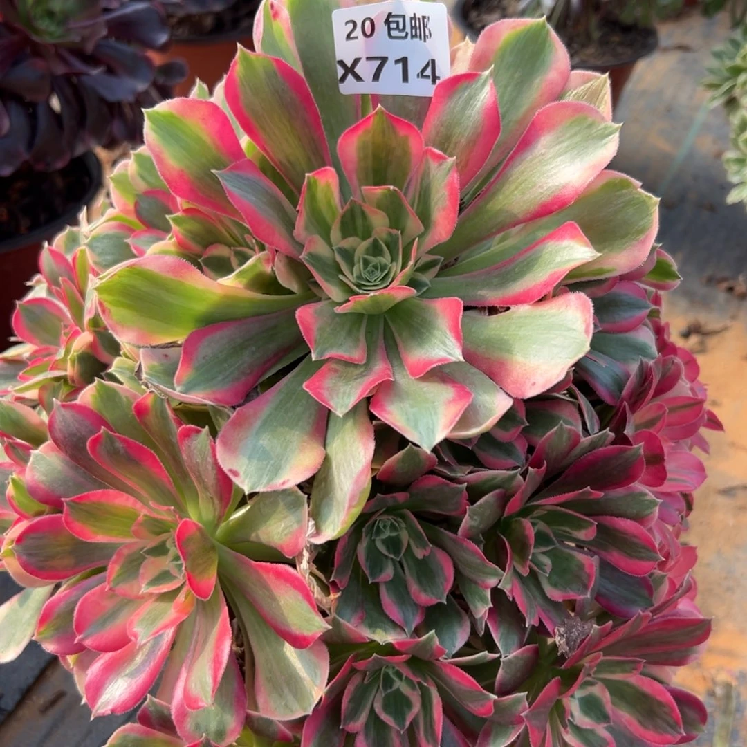 714女郎，满20包邮嘟叮熊