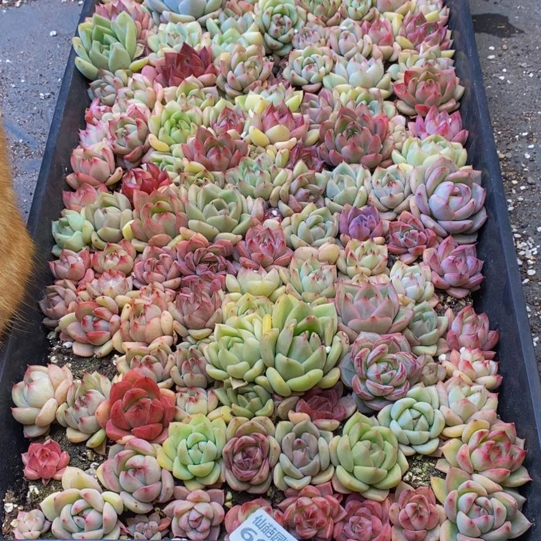 ?694多肉植物保护研究所所长