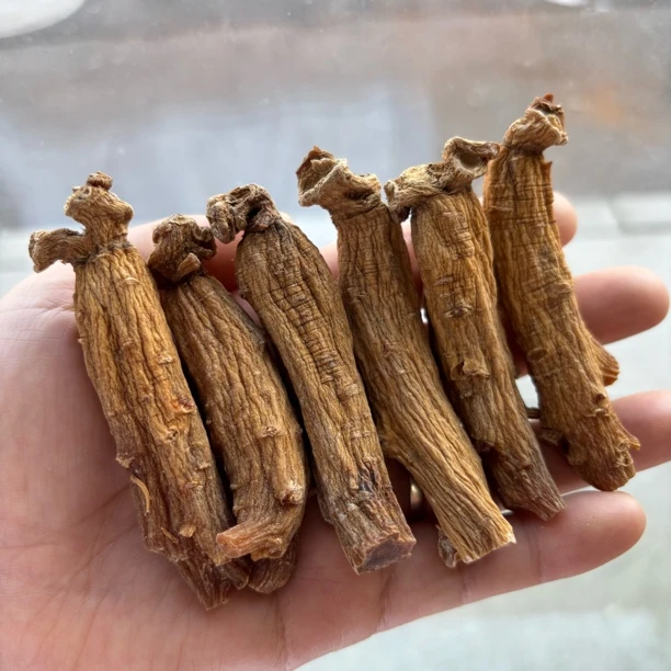 高丽参切参韩种一代高丽