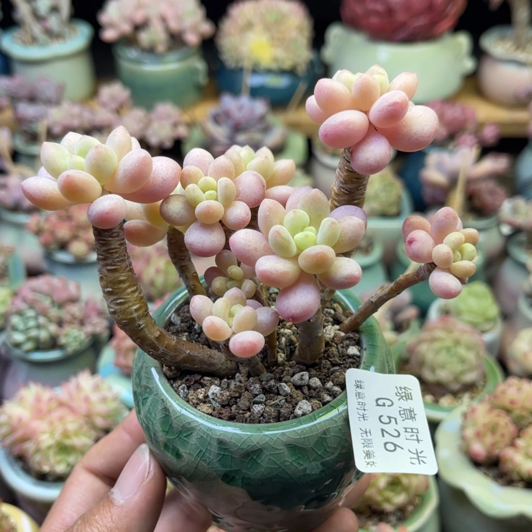 526 洛可可 带陶瓷盆发货 满28包邮