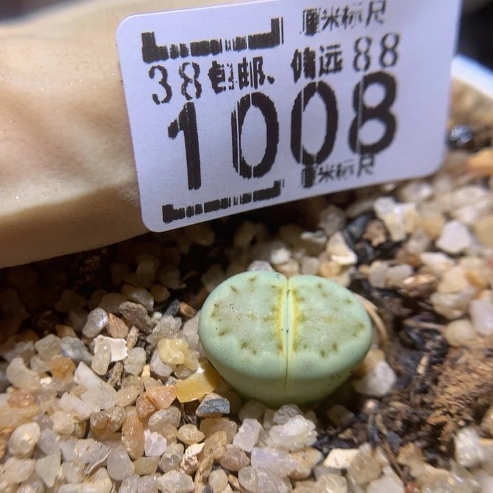 Sass好好养肉1008