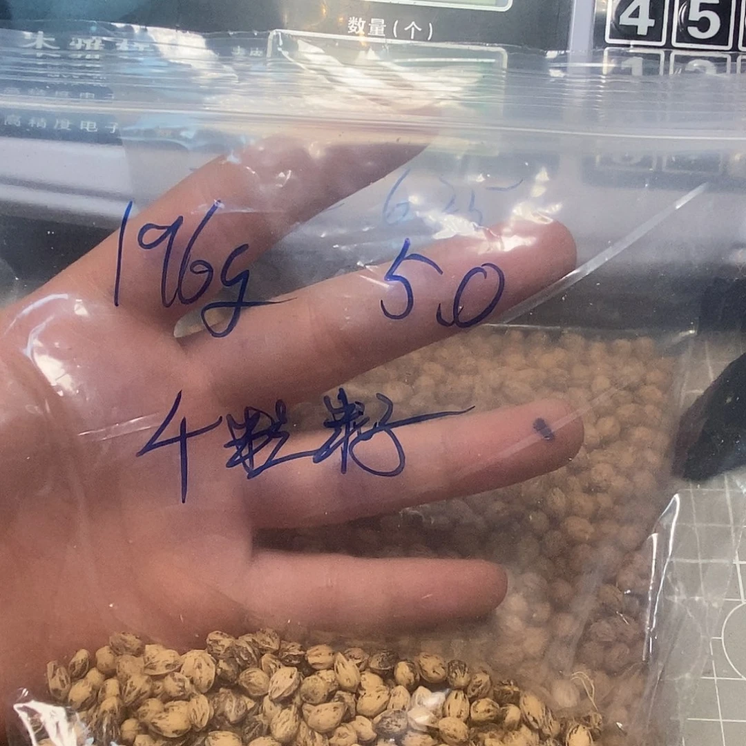 柏香籽/百香籽吊坠