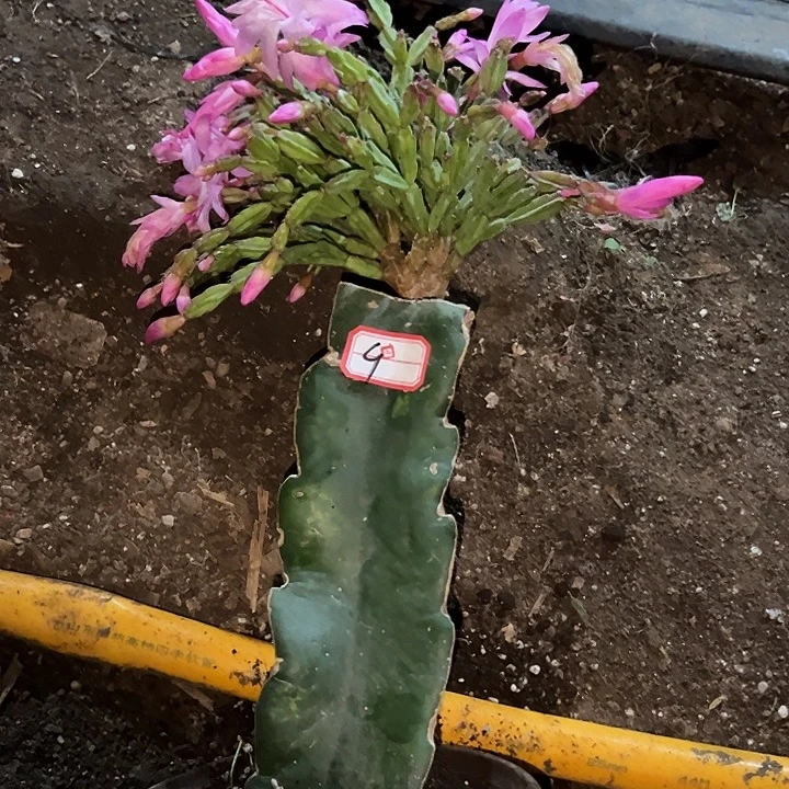 用***7，9号脱盆粉色异类