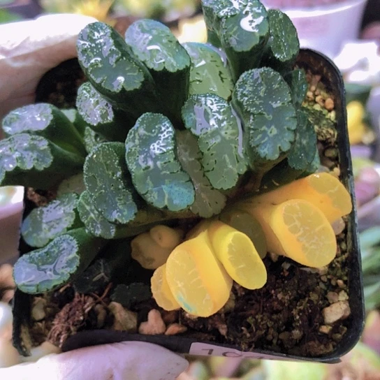 无花朵1046，北斋玉扇锦