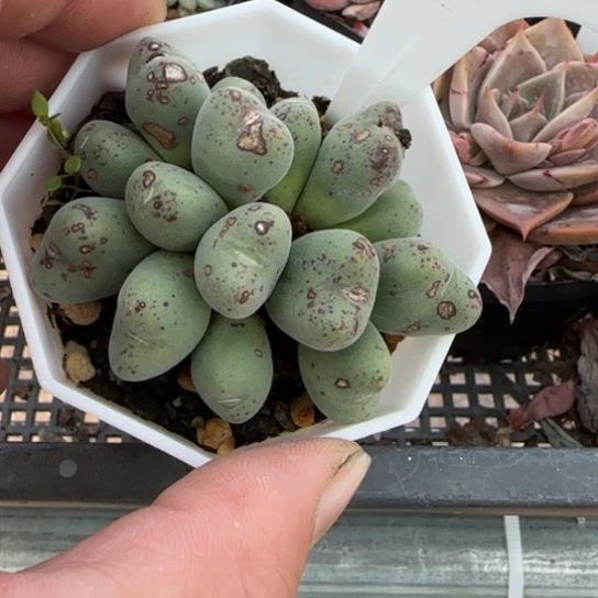 123口笛。一物一拍多肉