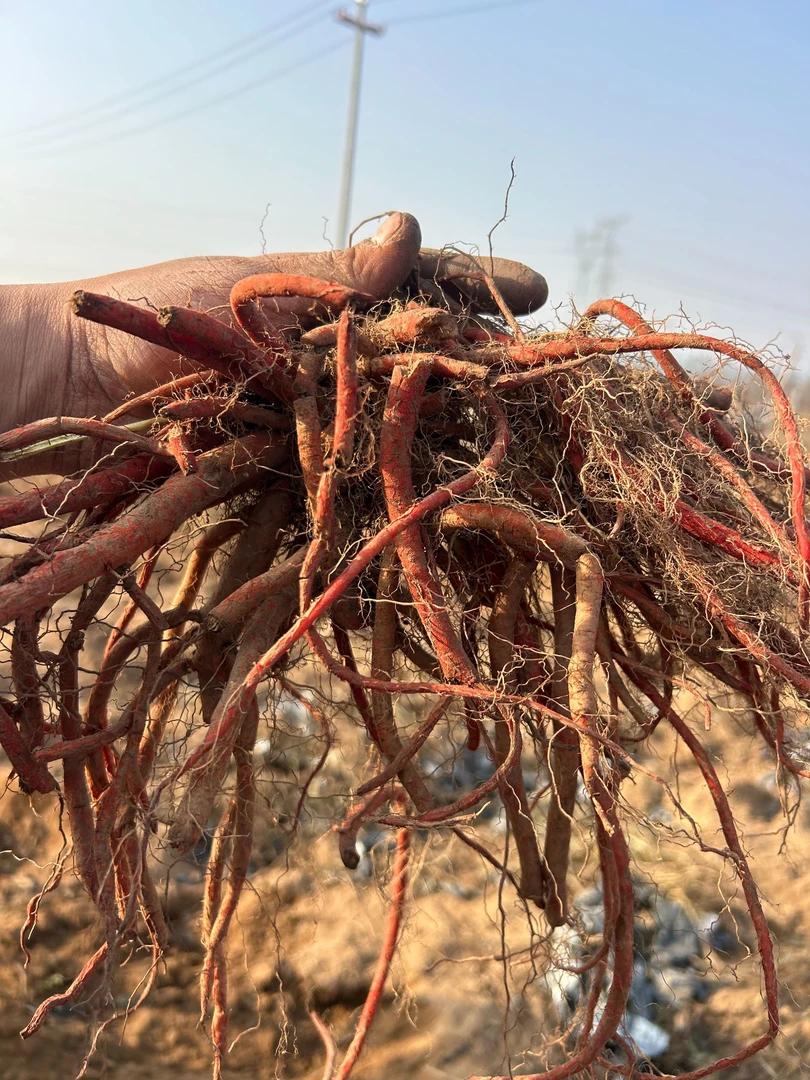 2025新鲜大枝丹参