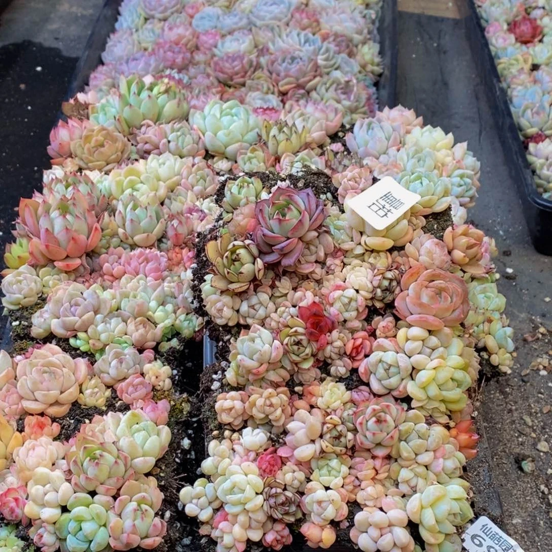 694多肉植物保护研究所所长助理研究员