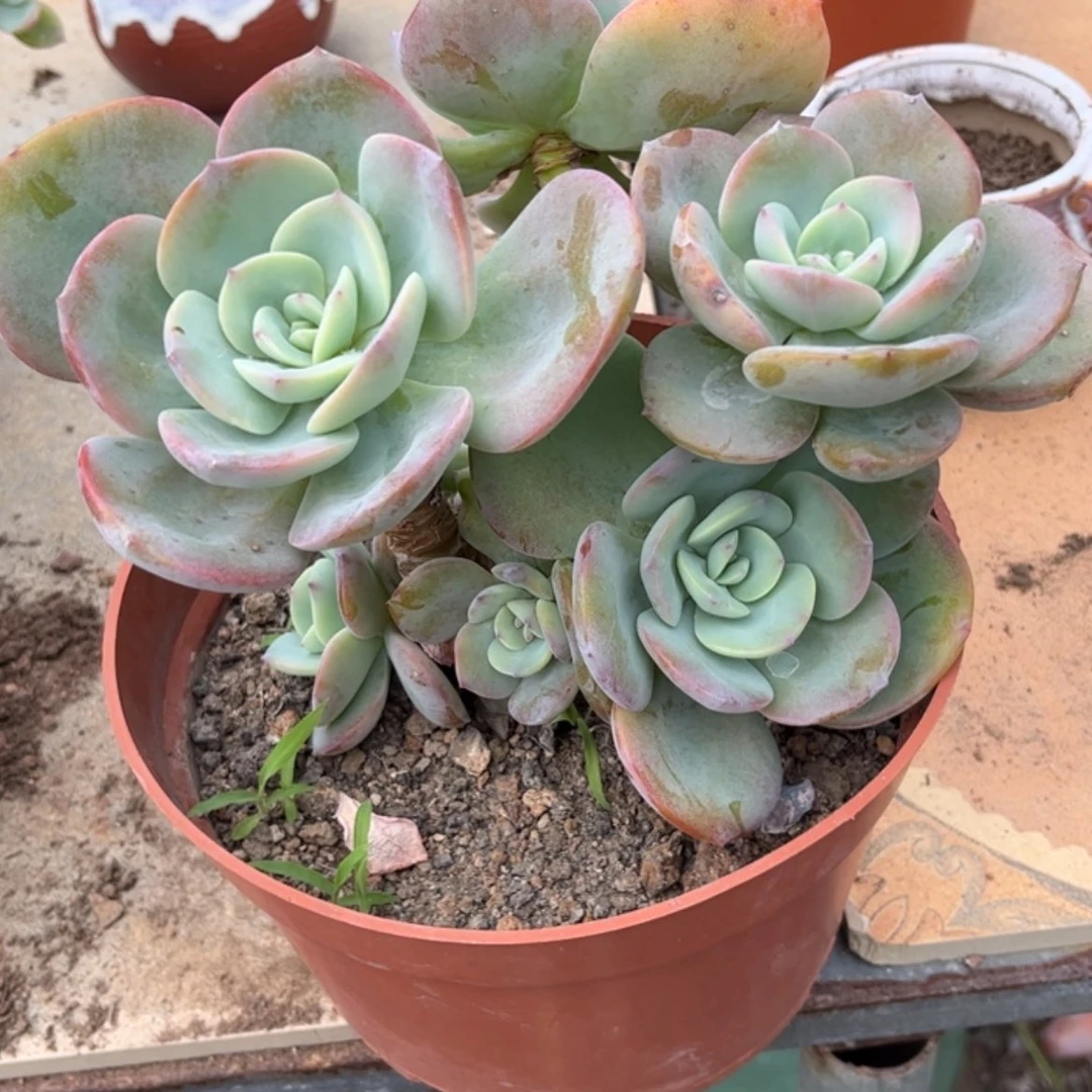 【闪购商品】无花朵莲