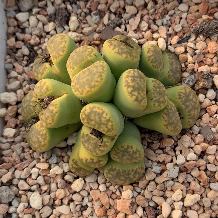 精品多肉植物精品多肉