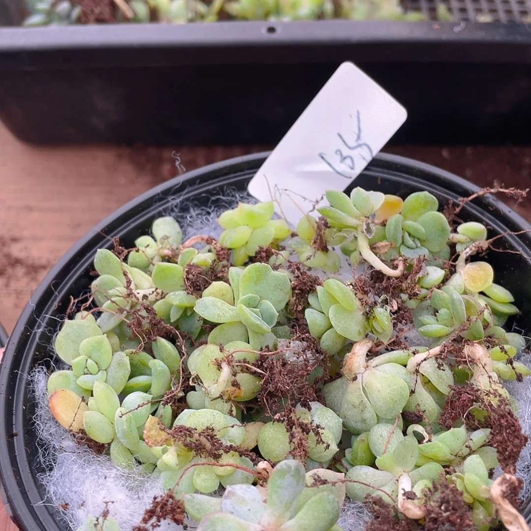 多肉植物多肉植物135