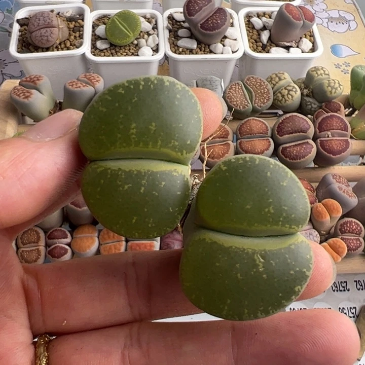 25704绿紫熏净窗福利