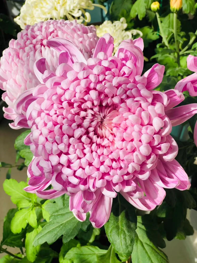 《胡彩青阳》带花苞大花九月菊盆栽多年生耐寒花卉适合室内阳台种植