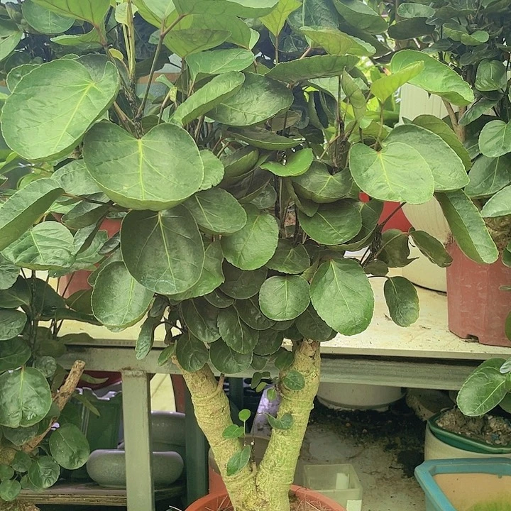 无花朵1111111111111