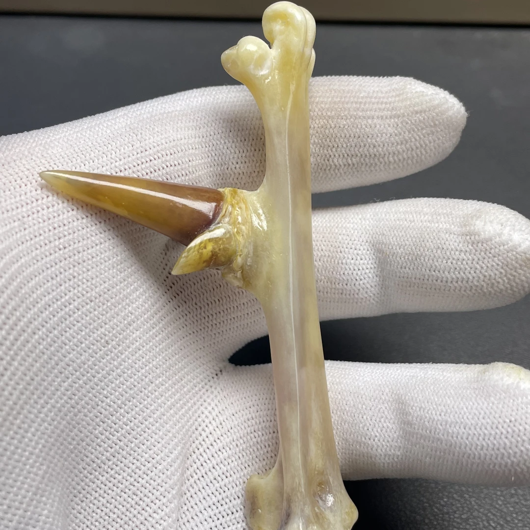 鑫源骨艺鸡爪骨手把件双蹬单只