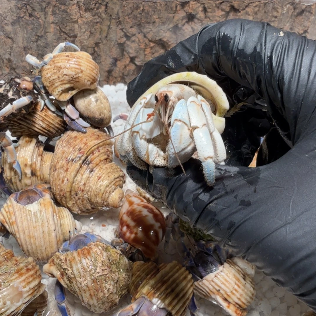 哇***栽直播间挑选链接哇呜