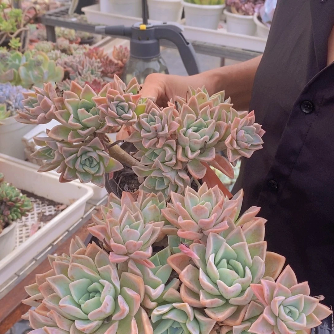 多头群生哈里沃森两盆